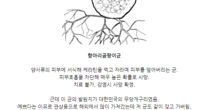 전세계 개구리 근황